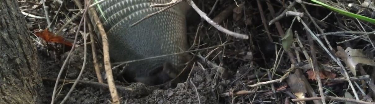 How Do You Know If You Have Armadillo under Your Shed or Porch