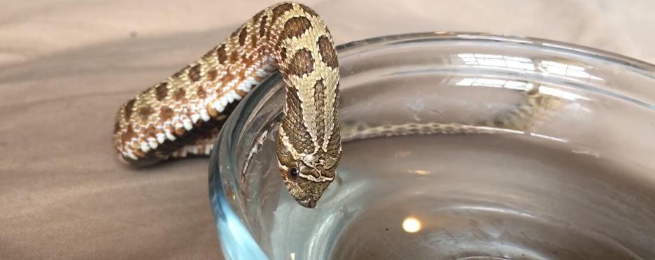 How Do Rattlesnakes Drink Water?
