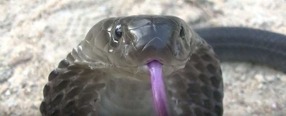 Can Snakes Smell Anything?